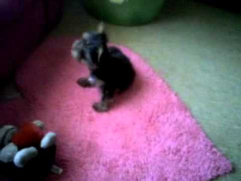 yorkie chasing tail