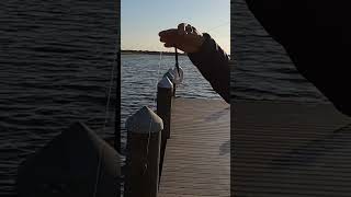 Another Fire Largemouth Bass Combo to Fish 🎣 #shorts #short #youtubeshorts #bassfishing #fish #fyp
