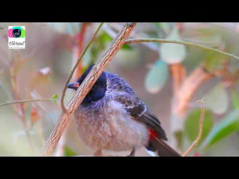 nightingale