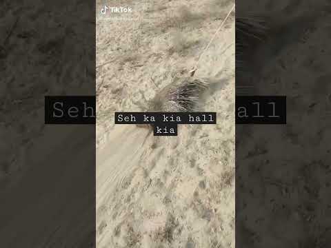 killing the seh # interested video# seh ki video# ajmal haraj Ajmal