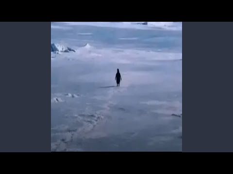 L'amour Toujours - Organ Penguin Version