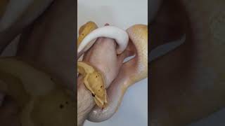 banana pied 🍌🥧 #royalpython #ballpython #animals #nature #reptiles #snake #python #lovewhatyoudo #❤️