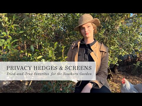 Evergreen Hedges And Privacy Screens | Southern Garden | Zone 8a