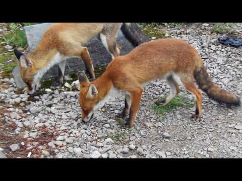 FEEDING THE FOXES.