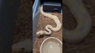 Bananas! #ballpythonmorphs #snake #royalpython #reptiles #reels #animals #cuteanimals #ballpython