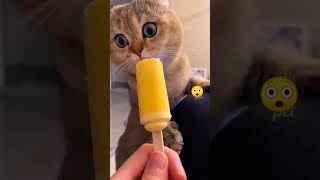 CATs are amazing and cute. #shorts #viralvideo #funandcute #funnycatvideos2023