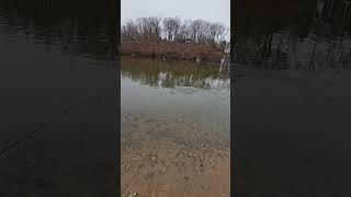 Trout season is in full swing! #shorts #fishing #fishingfun #troutfishing #troutseason