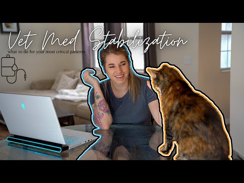 Vet Med: Initial Stabilization for the Vet Tech