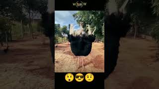 Latest trending shorts videos #latest #trending #youtube #shorts #videoWow trends