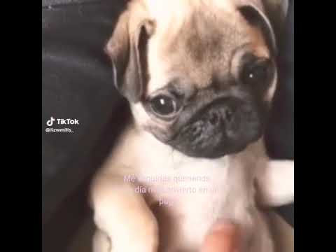 Lo harías?😭