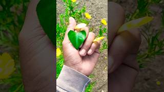 The beautiful oriental long-headed grasshopper from the flower garden