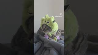 #ukulele #catgram #funnycats #catgram #catsofyoutube #catsoftiktok