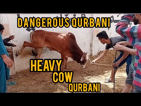 Dangerous qurbani 2023😱| Bachra khabo se bahar😔