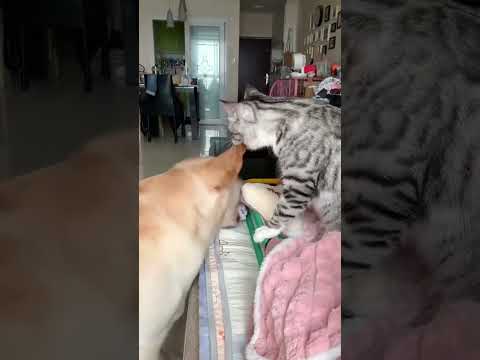 super funny dog ​​and cat ! 🎬✨#SnappyWorld#CutePuppy#FunnyDog #Shorts#cute#dog #pets#viral#funny@cat