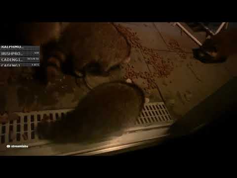 Feeding Raccoons In My Back Yard 8/21/2020