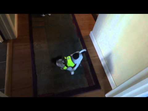 Zen The Puppy Dog Meets First Cat And Dominates...