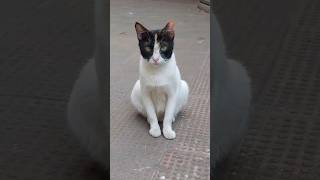 Every wall tells a story. #wallpainting #wallart #muralwork #murals #art #artist #viralshort #shots