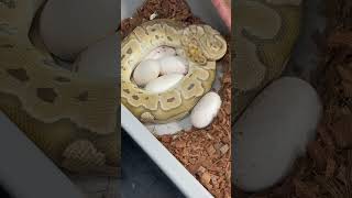 Pulling Ball Python eggs #fyp#headdownandfocused#snakesofinstagram#ballpythons#explorepage#animals