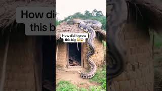 Animal Glow Up! From Tiny Pets to Majestic Creatures 🔥