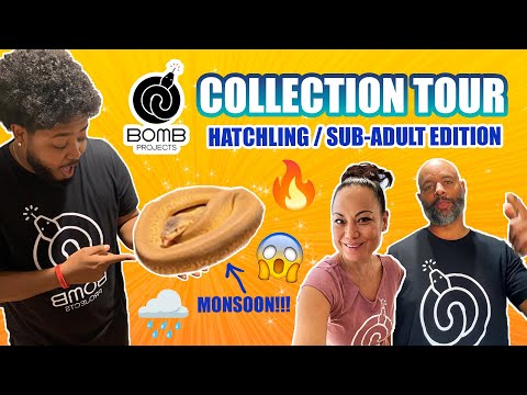 @Bomb Projects 💣  ball python collection tour! *(INSANE)*
