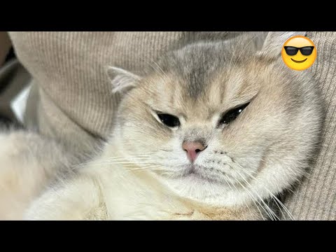 Funniest Animals 😄 New Funny Cats and Dogs Videos 😹🐶2025 part21