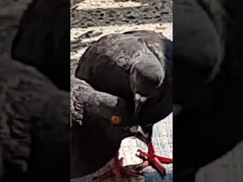 Pigeon Doctor (+1 Vitality on Watch)