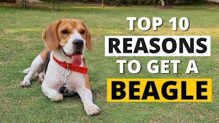 12 Reasons why you SHOULD get a Beagle