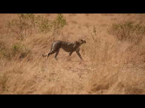 Musiara Family - Maasai Mara 2016
