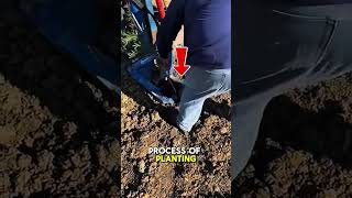 tree planting process #technology #moderntools #manufacturing