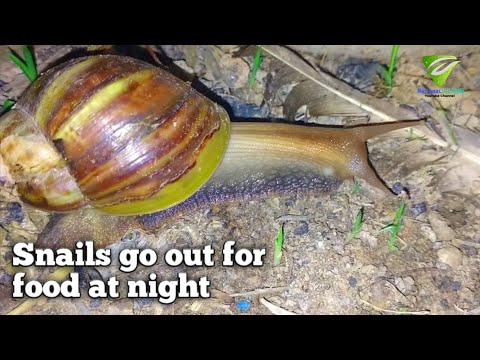 The Snail go out for the foods at night #natural #snail #insects