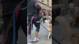 Doggo Adventures #DoggoAdventures #DogWalking #DogLovers #PetAdventures #animals #pets #dogs