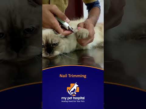 Grooming For Your Pets at My Pet Hospital