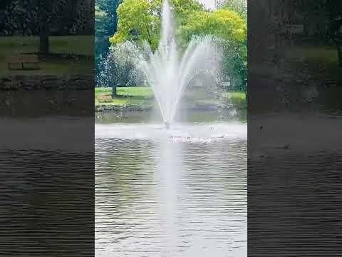 Spotted them taking shower under the fountain!!!