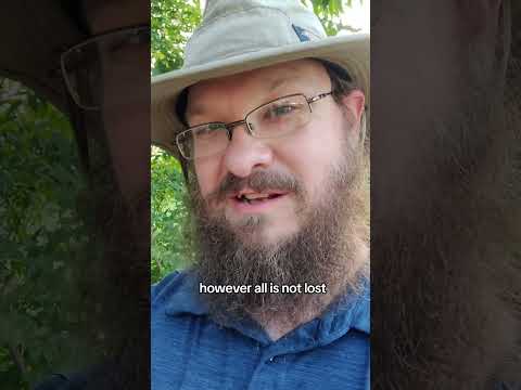 A mistake? #garden #gardening #homegrown #gardenplants #trapplant #tomatillo #potatobeetle