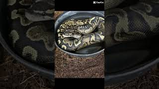 #snake #ballpythonmorph  #ballpython  #royalpython  #foryou  #nature  #snakevideo