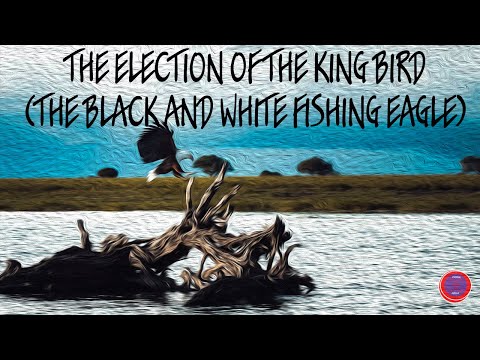 The Election Of The King Bird (The Black And White Fishing Eagle)