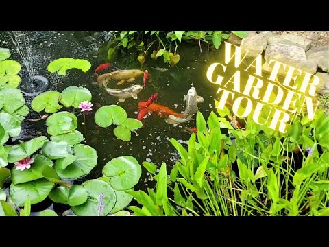 Water Garden & Koi Pond Tour - Including Parasite Update