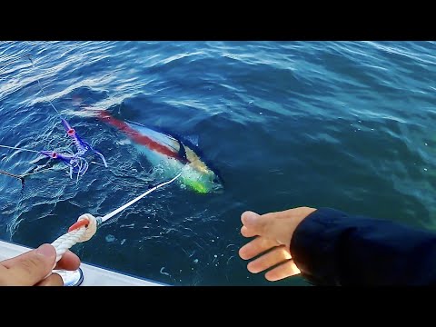 Tuna Fishing Nantucket. Perfect harpoon shot