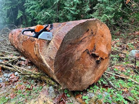 Stihl ms 170 chainsaw cuts huge log