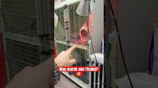 Was wurde aus dem Kater Findus?😨 #tierheim #tierrettung #katze #minivlog #rettung #hilfe