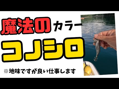 エギ王　魔法のカラー　#エギング#コノシロ