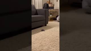 Cat's Epic Freakout Over Fake Mouse Prank! #CatPrank