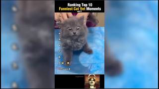 2025 October Cat Moments Ranking Combinations