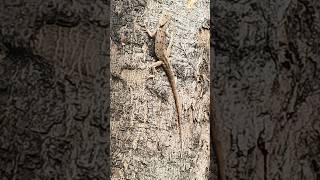 girgit ka video #girgit #lizard #shorts