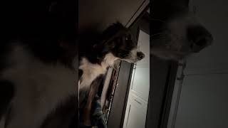 my dog moments #music #reels #bordercollie #dog #doglove #song #dogstagram