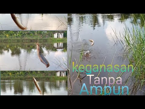 Full strek di spot ganas ini ||mancing kolam liar