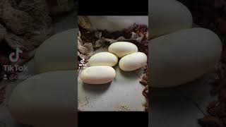 Ball Python Clutch 20&21 #pythonclutch #ballpython #reptiles #snake #youtube #youtubeshorts #shorts