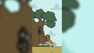 Baobab Tree – Nature's Super Water Tank