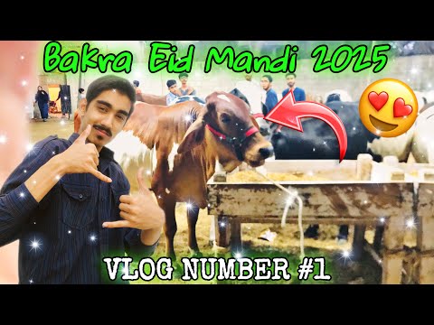 Bakra Eid Mandi 2025 - Vlog Number #1 with friends🤩👍👌🔥🔥😊❤️ #mandi #bakraeidspecial