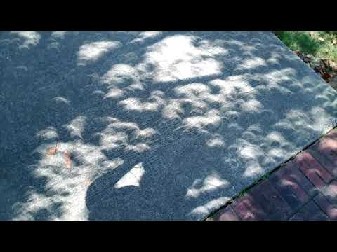 Eclipse filtered through tree leaves onto the pavement.